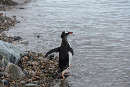 Gentoo penguin going to sea