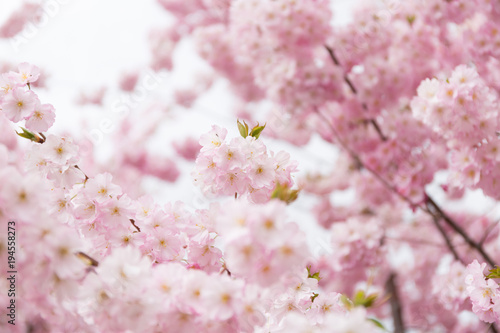 Spring background with blooming sakura flowers