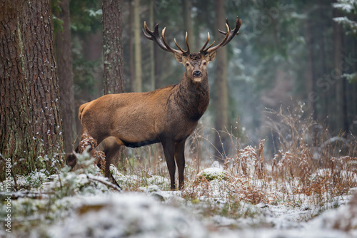 Obraz na płótnie Great Adult Noble Deer Looking At You. Belorussian Wildlife Landscape With Red Deer (Cervus elaphus). Magnificent Deer On The Edge Of Forest. Beautiful Stag Close-Up, Artistic View. Trophy Stag w salonie