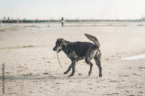 happy australian shepherd dog puppy pet playing with ball on sandy beach