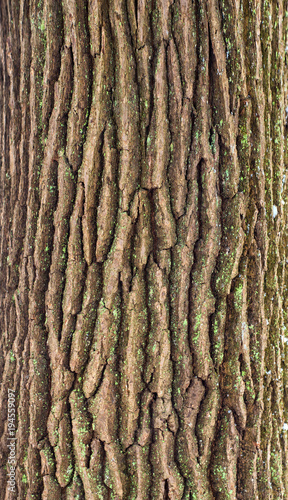 Relief texture of the bark of oak with green moss and lichen. Image of a tree bark texture.