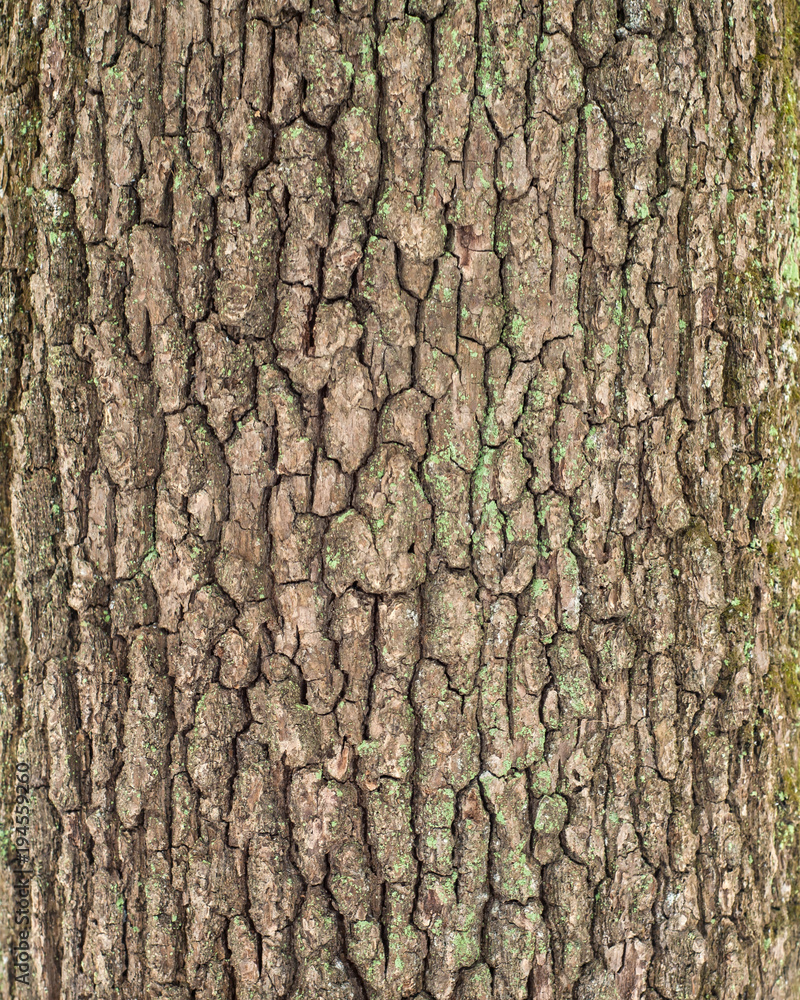 Relief texture of the bark of oak with green moss and lichen. Image of a tree bark texture. Relief texture of the bark of oak with green moss and lichen. Image of a tree bark texture.