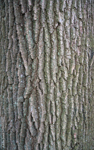 Relief texture of the bark of oak with green moss and lichen. Image of a tree bark texture.