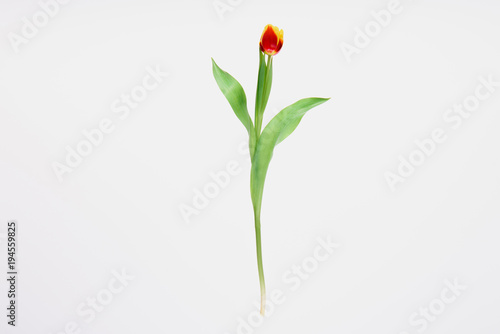 beautiful blooming red and yellow tulip flower isolated on white