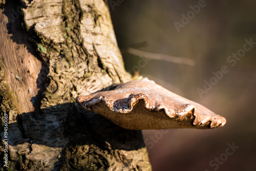 Pilz an Baumstamm