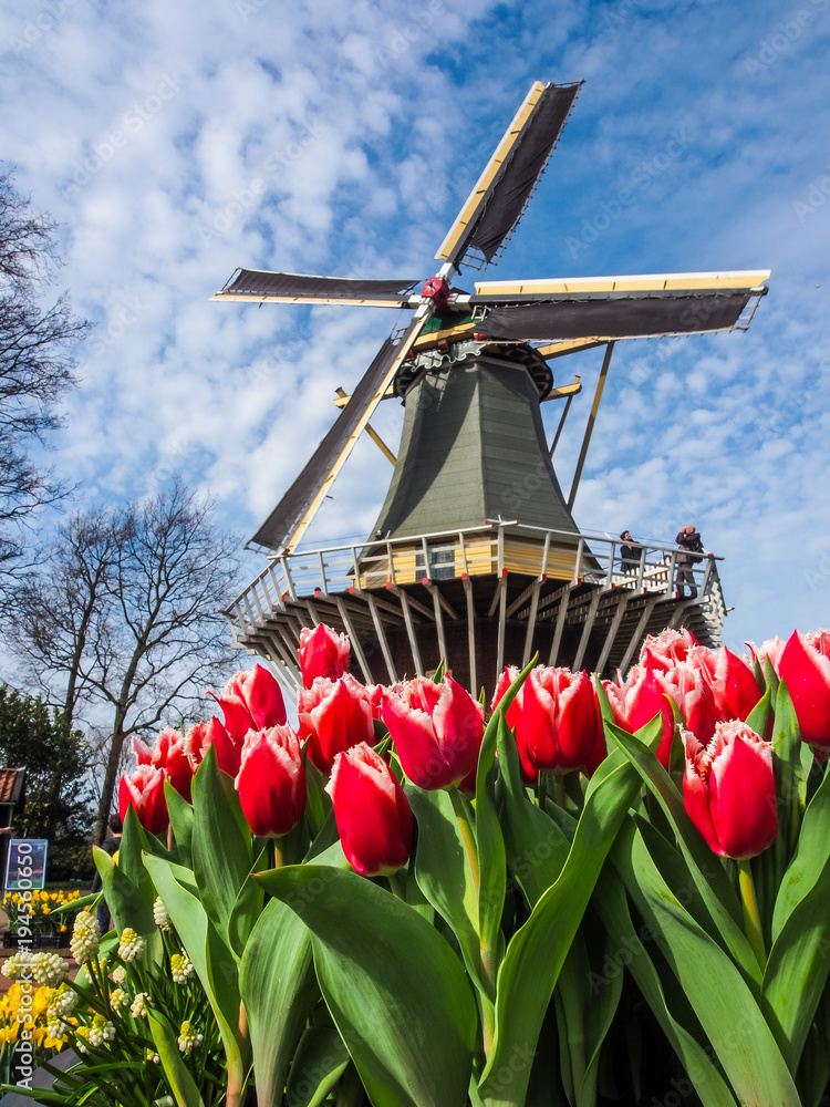 The famous Dutch windmills. View through red tulips