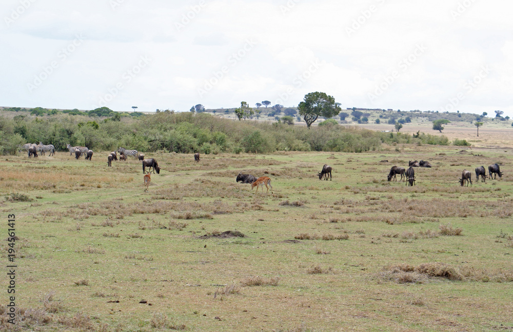 wilde lebende Tiere (Gnu, Antilope, Zebra) in der Savanne in Afrika