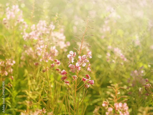 Flowers of fireweed in the soft sunlight of the early morning  image with bokeh and filters