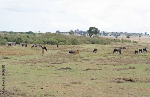 wilde lebende Tiere (Gnu, Antilope, Zebra) in der Savanne in Afrika © Robirensi