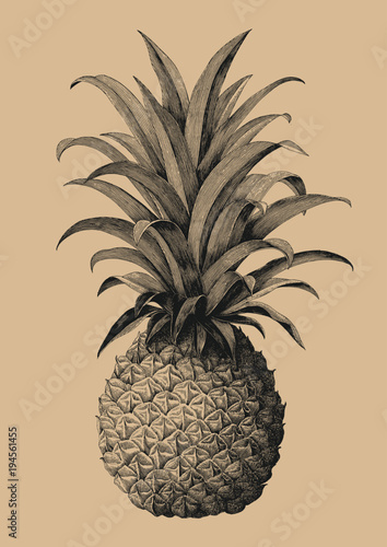 Pineapple hand drawing vintage engraving style