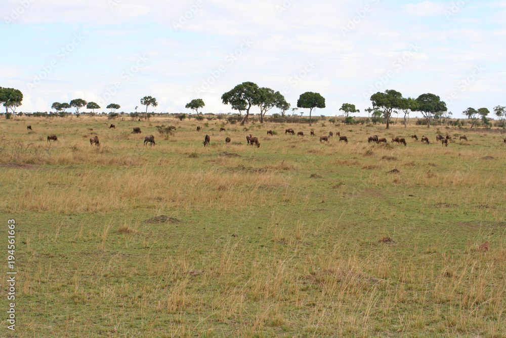 wilde lebende Tiere (Gnu, Antilope, Zebra) in der Savanne in Afrika
