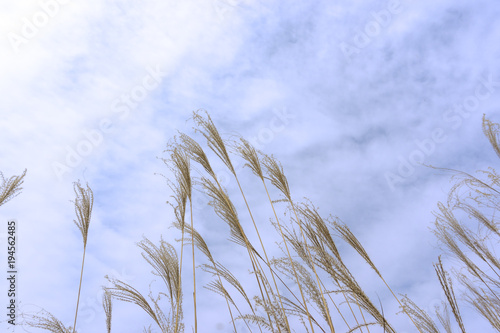 Reeds under the blue sky and white clouds