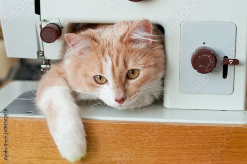 Photography a beautiful, fluffy red cat, plays and shameless with household appliances