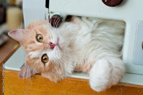 a beautiful, fluffy red cat, plays and shameless with household appliances. Tools for sewing.