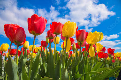 tulipany-wiosenne-kwiaty-na-lace