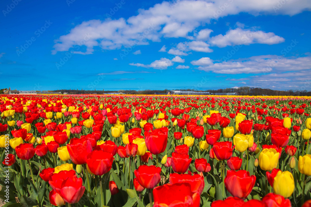 Fototapeta premium Spring blooming tulip field. Spring floral background.