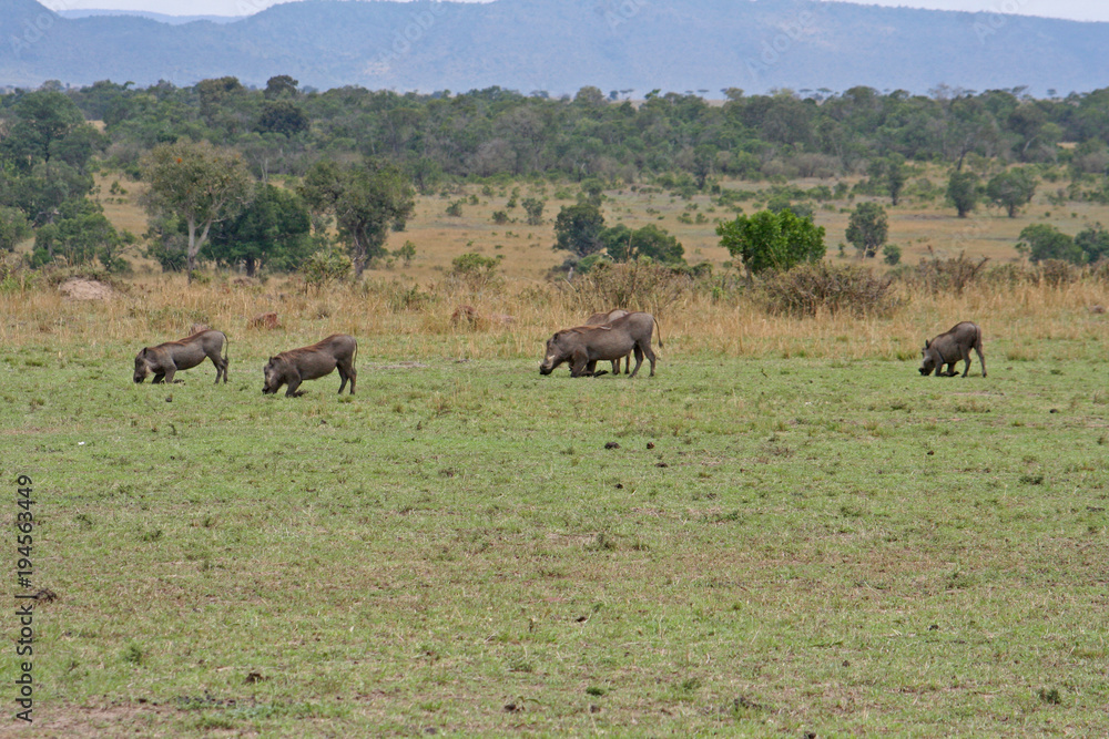 Warzenschweine in Afrika auf Futtersuche Warzenschweine in Afrika auf Futtersuche