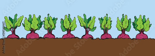 Beet. Vector drawing