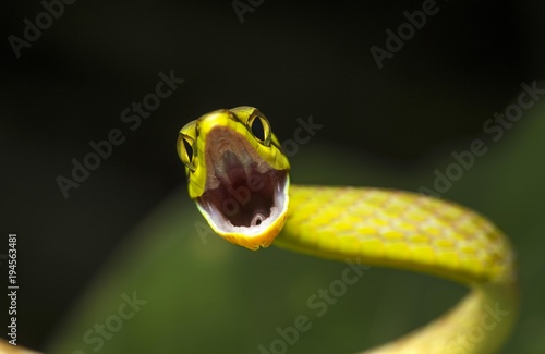 Close up of snake with open mouth photo