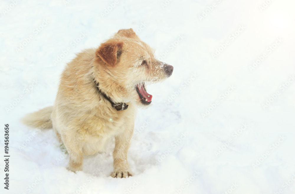 Winter. A lot of snow. A dog sits near the road and looks Winter. A lot of snow. A dog sits near the road and looks