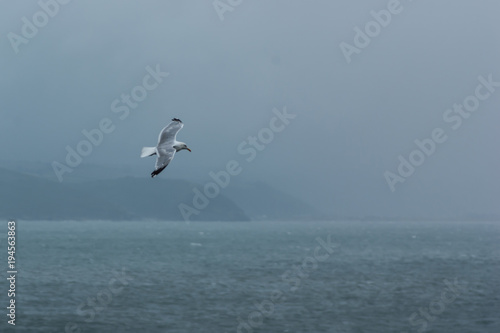 Herring Gull over Misty Sea