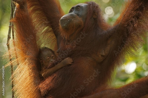 Bornean Orangutans (Pongo pygmaeus), adult female with young, Tanjung Puting National Park, Central Kalimantan, Borneo, Indonesia, Asia photo