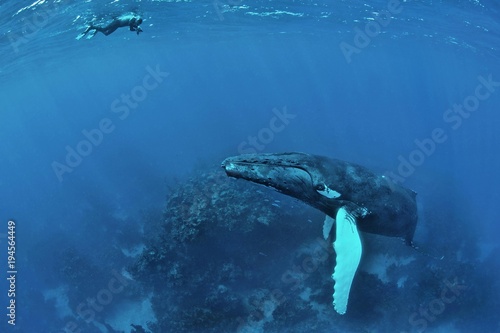 Humpback whale (Megaptera novaeangliae) with divers, Silver Banks, Dominican Republic, Central America