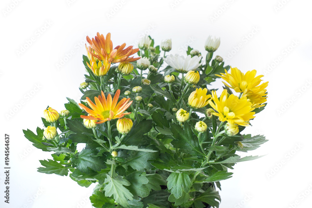 a flowers in a pot isolated on white background
