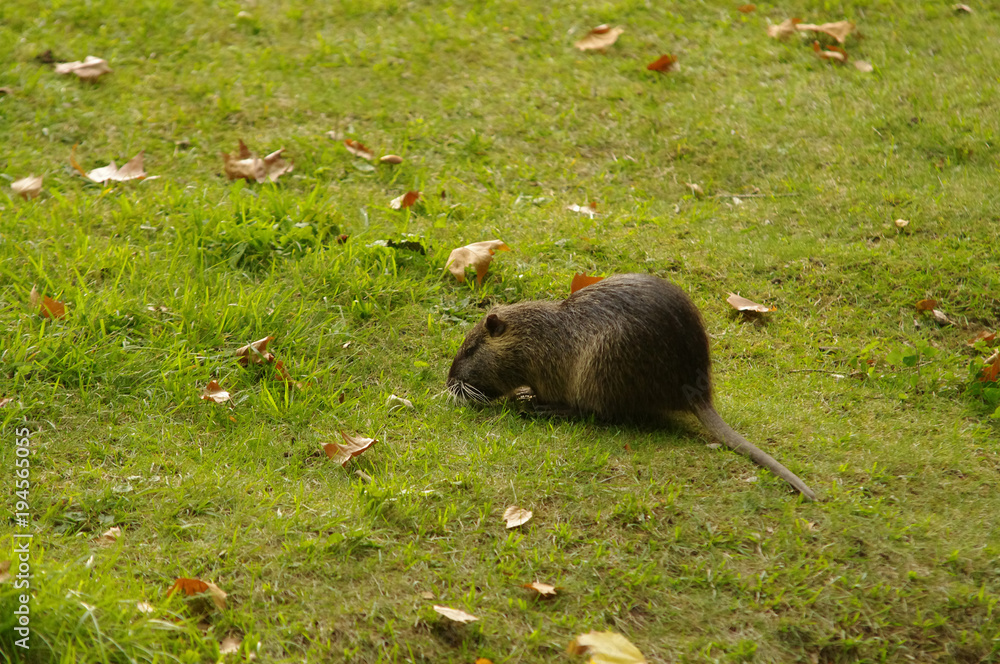 Fototapeta premium coypu also known as the river rat or nutria, is a large rodent
