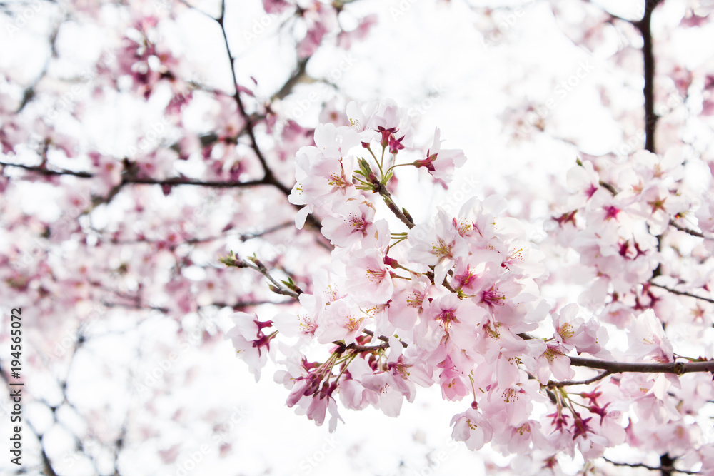 Background of beautiful pink cherry blossom blooming on the sky and sun in the famous park of Japan during the spring and winter. Background of beautiful pink cherry blossom blooming on the sky and sun in the famous park of Japan during the spring and winter.