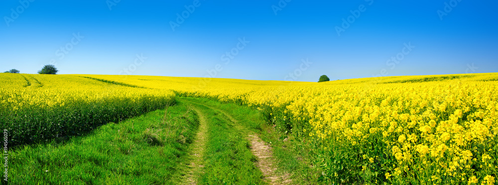 Farm Track through Fields of Rapeseed in Bloom, Spring Landscape under Blue Sky