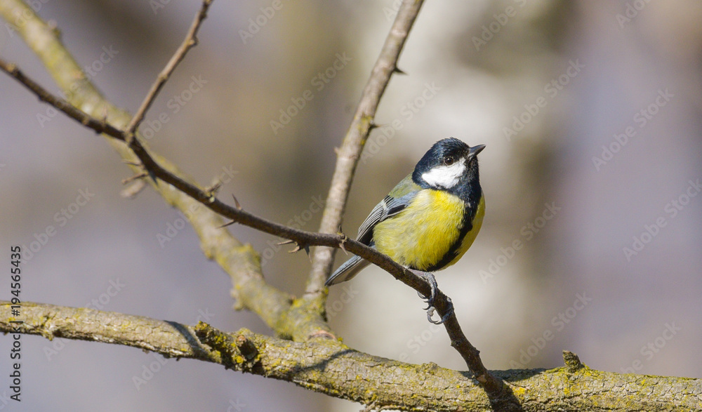 Naklejka premium Cinciallegra posata sul rametto del bosco in inverno