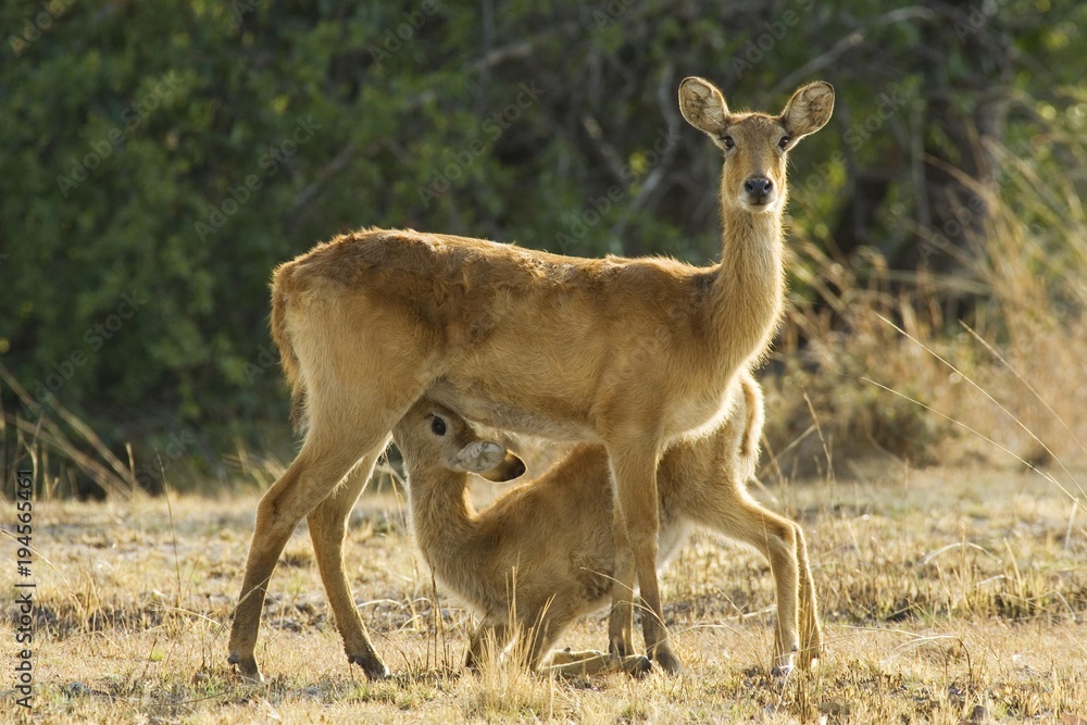 Puku (Kobus vardonii), female with suckling lamb, Kafue National Park, Zambia, Africa Puku (Kobus vardonii), female with suckling lamb, Kafue National Park, Zambia, Africa