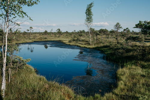 Large blue lake between birches in swamp in summer. Kemeru Latvia