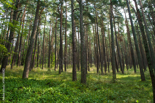 Forest of trees on the Curonian Spit in Lithuania