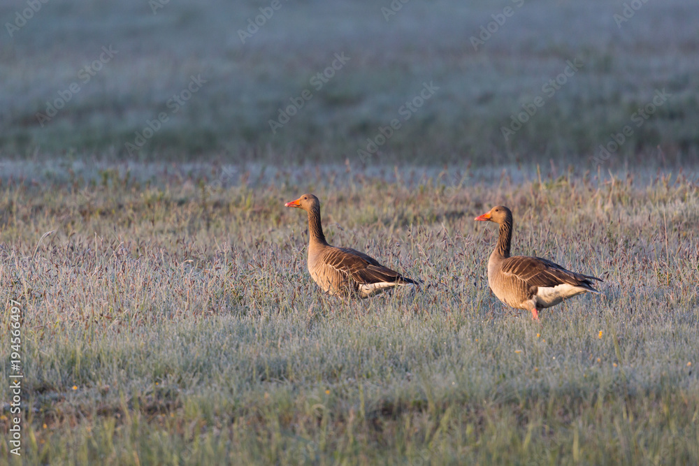 two gray geese (anser anser) walking in frozen meadow in morning light two gray geese (anser anser) walking in frozen meadow in morning light