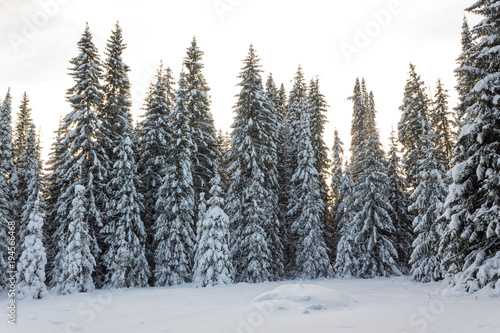 Winter forest in Sunny day