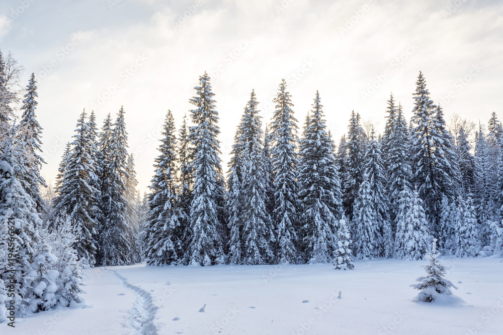 Naklejka premium Winter forest in Sunny day