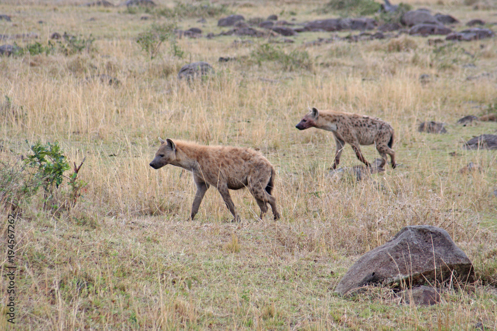 Tüpfel Hyäne auf Beutejagd in der Savanne, Masai Mara Tüpfel Hyäne auf Beutejagd in der Savanne, Masai Mara