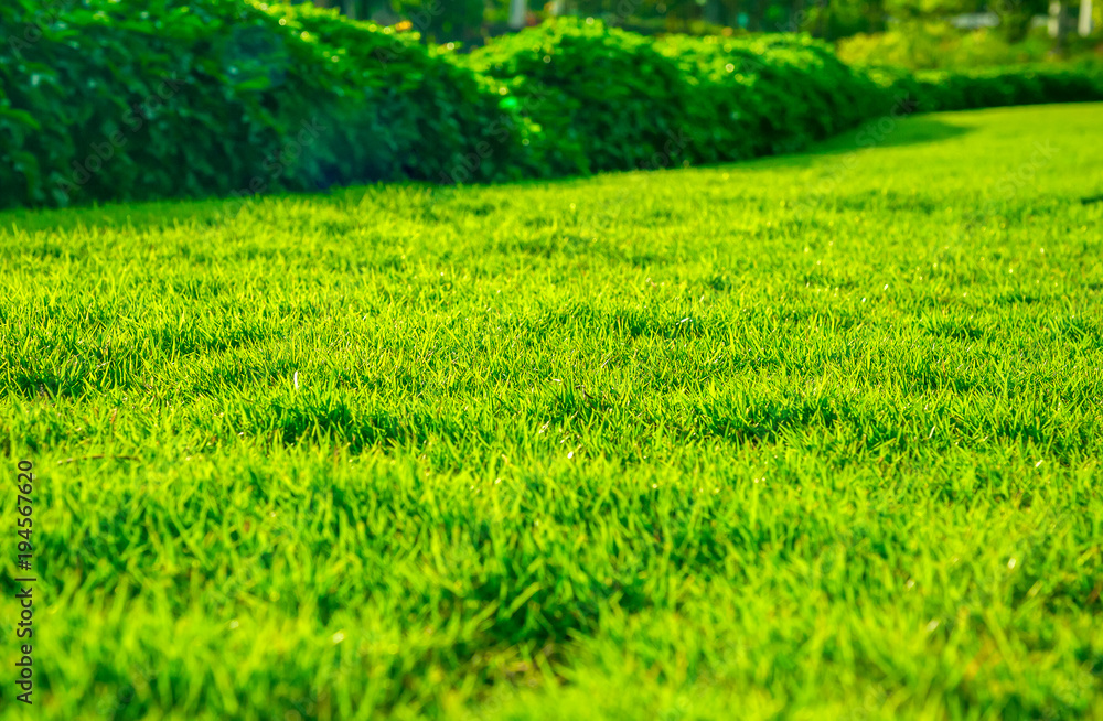 Green grass natural background texture