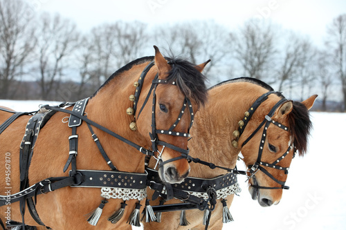 Photography Harness driving horse team in winter day ready to go