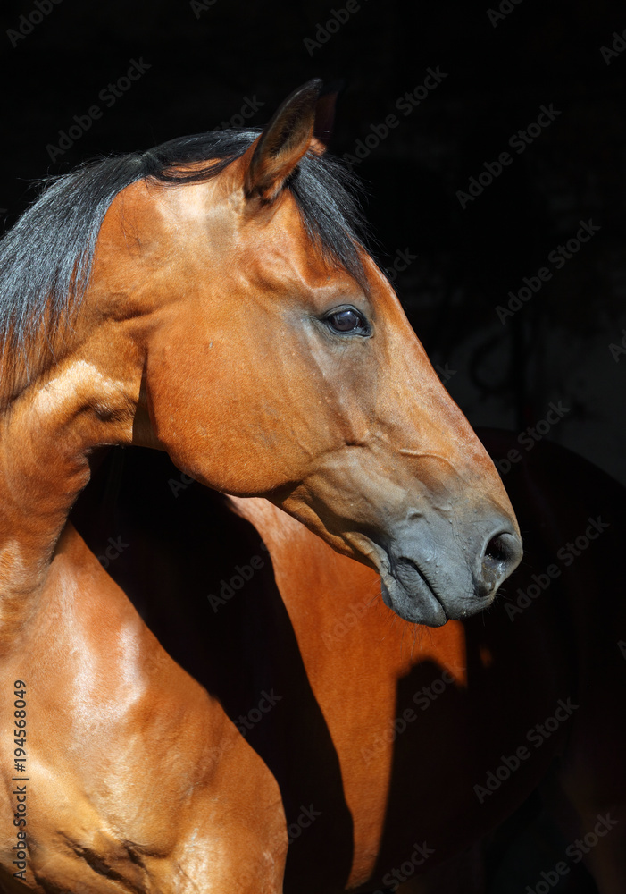 Obraz premium Brown sports horse with bridle, close-up