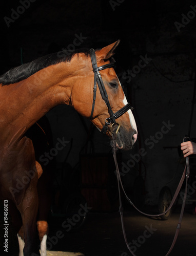 Bay thoroughbred stallion in dark background © horsemen