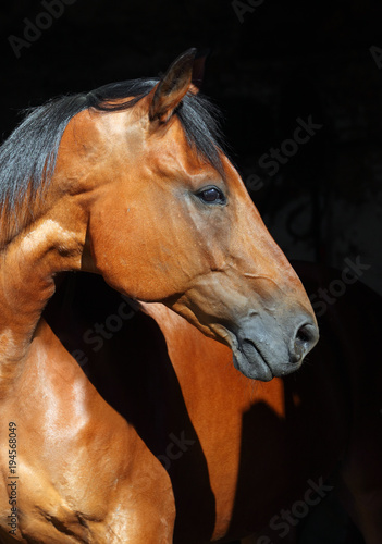 Brown sports horse with bridle, close-up