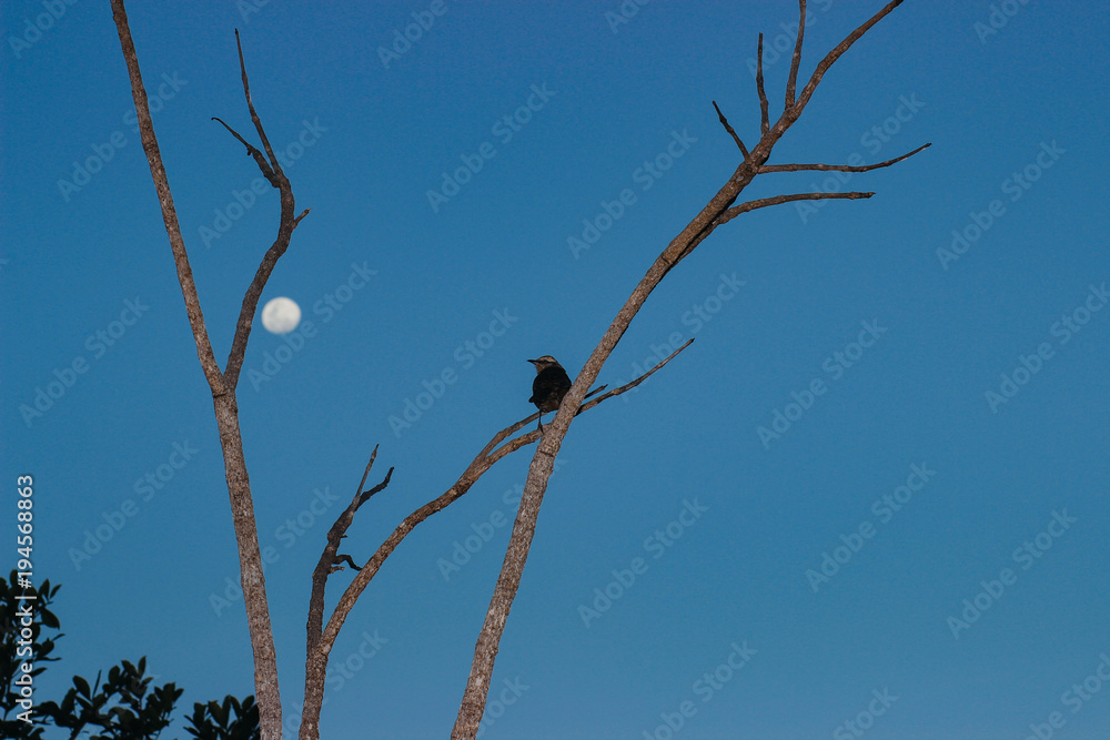 small bird on a branch with the night sky and the moon in the background small bird on a branch with the night sky and the moon in the background