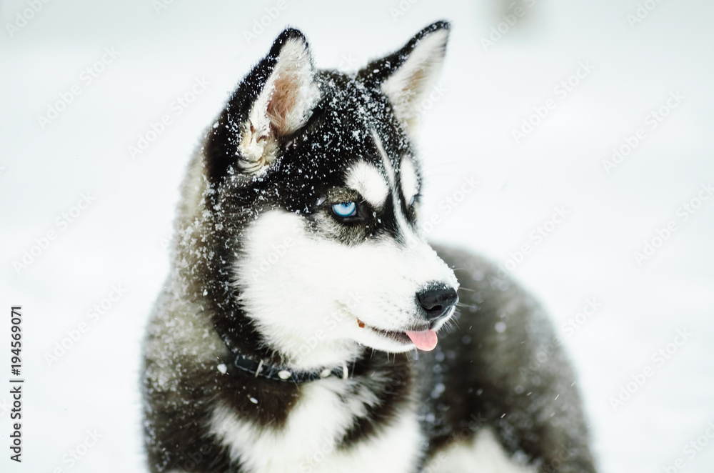 Outdoors portrait of a Alaskan Malamute dog, sitting on snow, looking away.