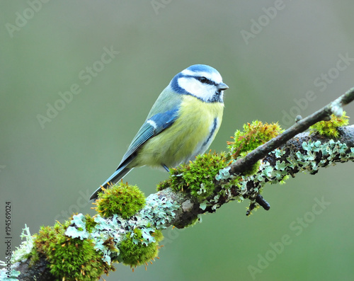 Photos Blaumeise auf Ast