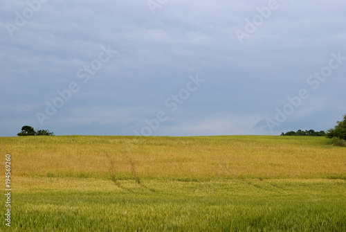 Wheat field on a cloudy day