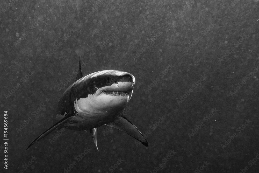 Fototapeta premium Great White shark ready to attack in b&w
