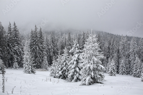 Spruce, covered with a thick layer of snow and frost in the mist. Winter,